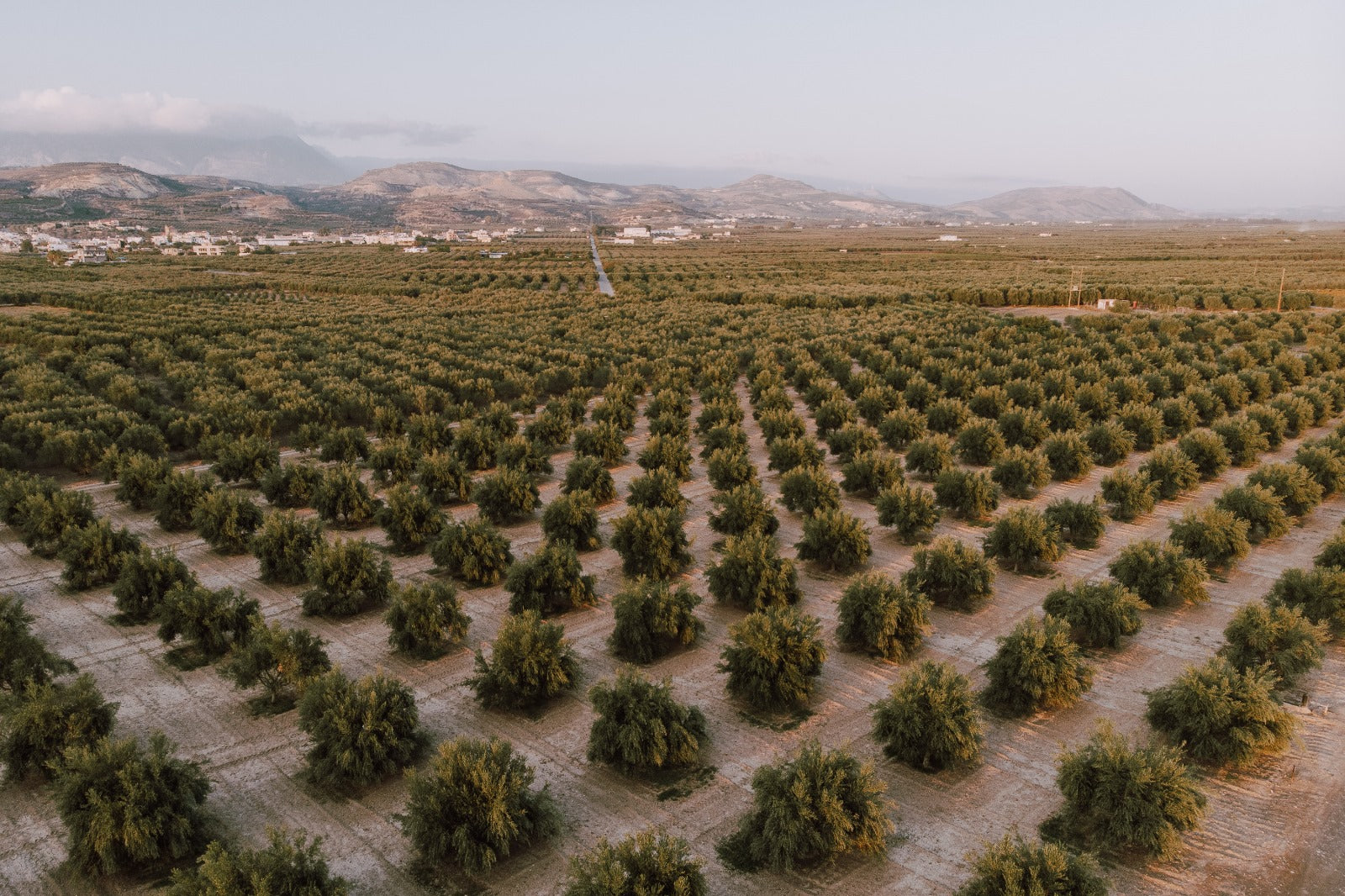 Olive groves with mountains on the horizon